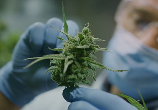 Was ist der Unterschied von Cannabis, Hanf und Marihuana?