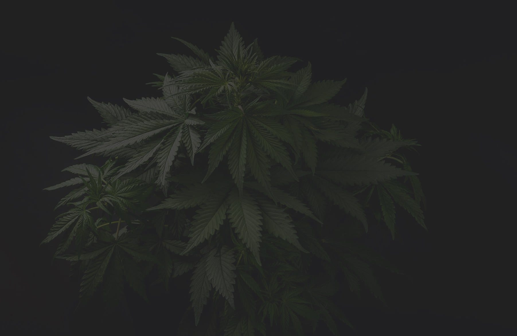 Cannabinoide und ihre Auswirkungen auf Covid-19