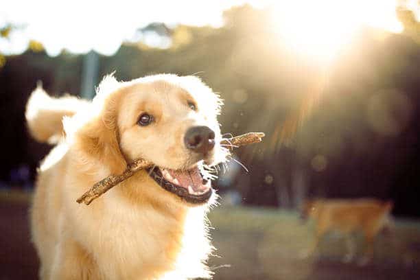CBD FÜR HUNDE