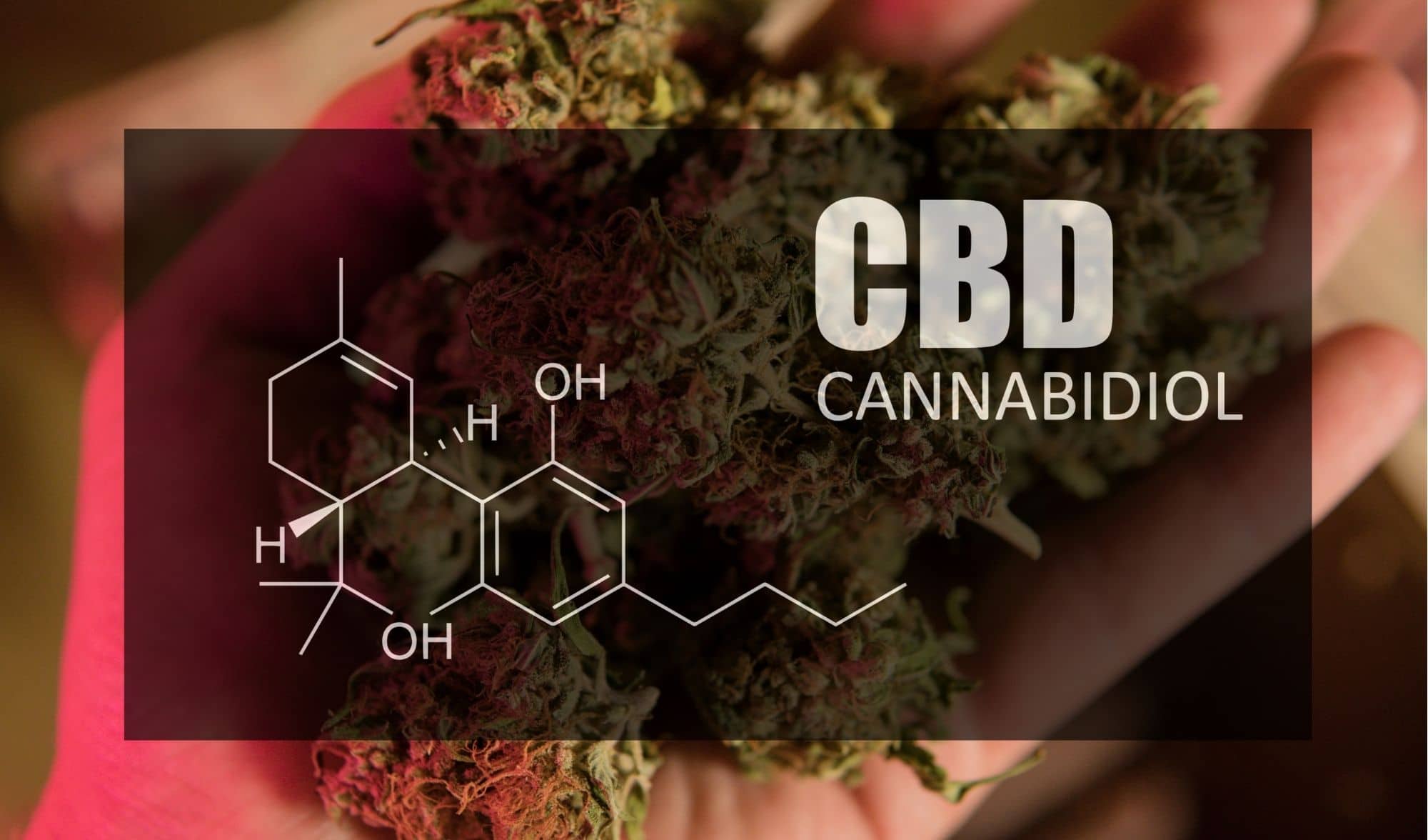 Die besten CBD Blüten 2022