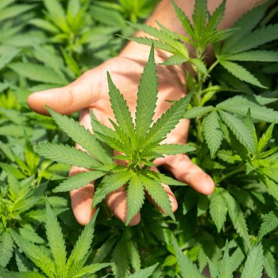 Wie lange wirkt CBD und wie Schnell?