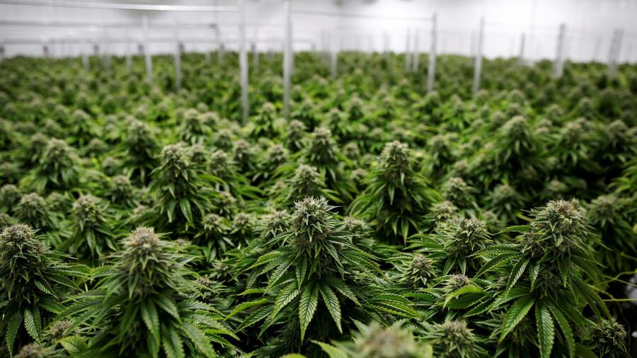Ist es legal, CBD Blüten zu bestellen?