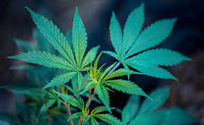 Wann ist die beste Zeit für die Einnahme von CBD?