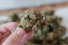 HHC – das neue Cannabinoid im Jahr 2022