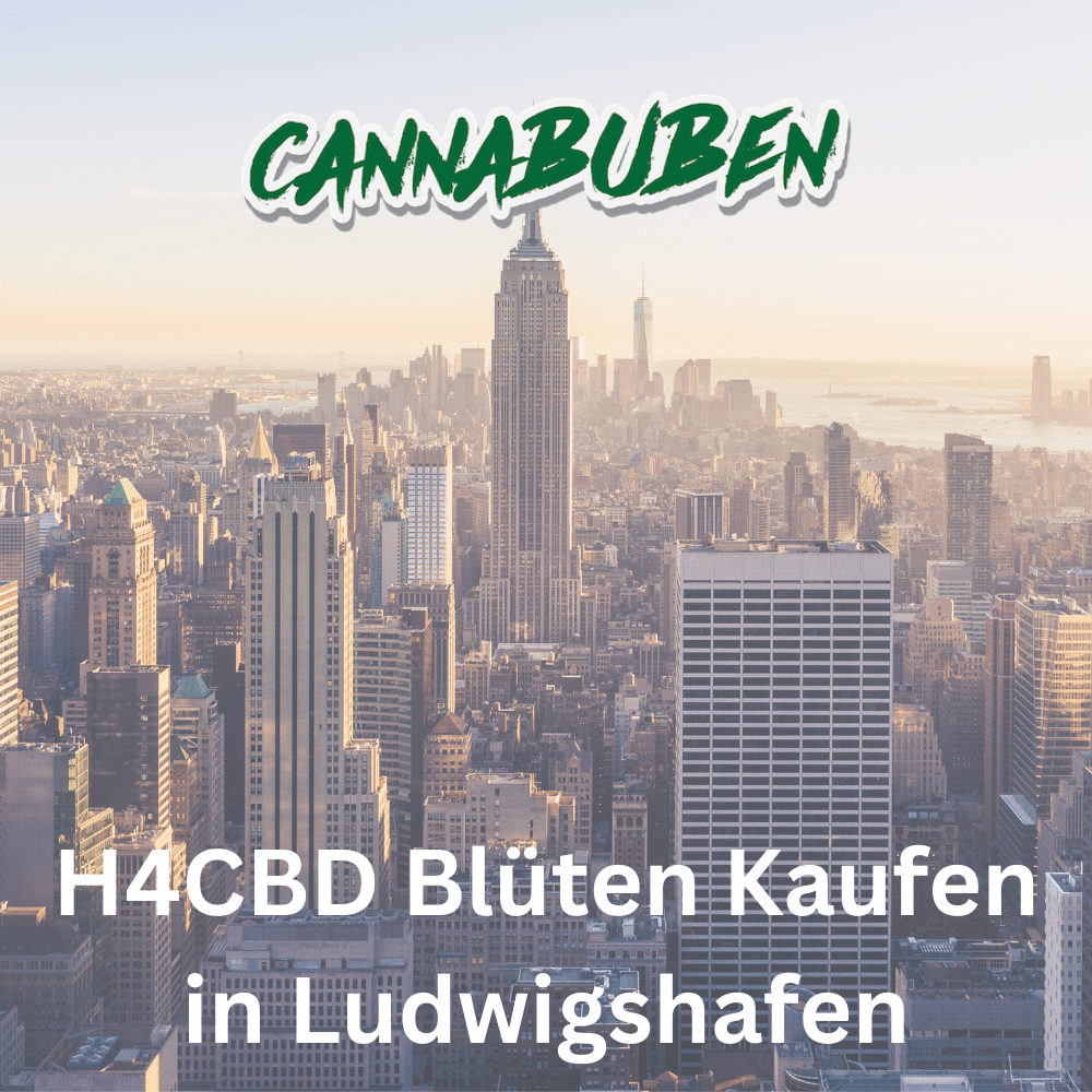 Wo kann ich H4CBD Blüten in Ludwigshafen kaufen? – Cannabuben