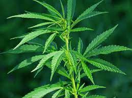 CBD Blume: Ein umfassender Leitfaden