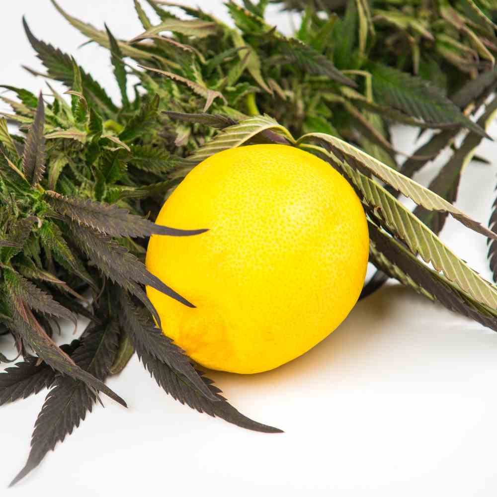 Verstehen Sie die Rolle des Terpenprofils