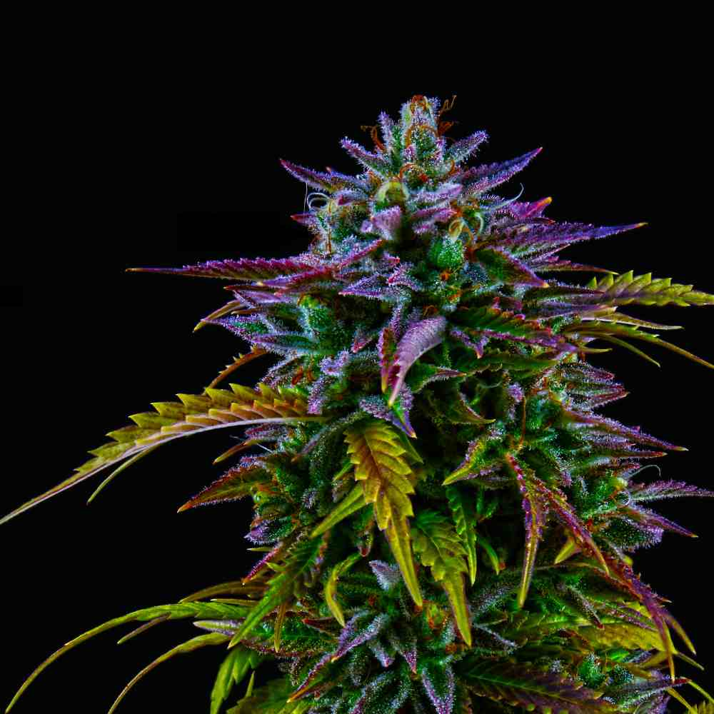 CBD Vape Patrone: Entdecken Sie die Vorteile des Dampfens