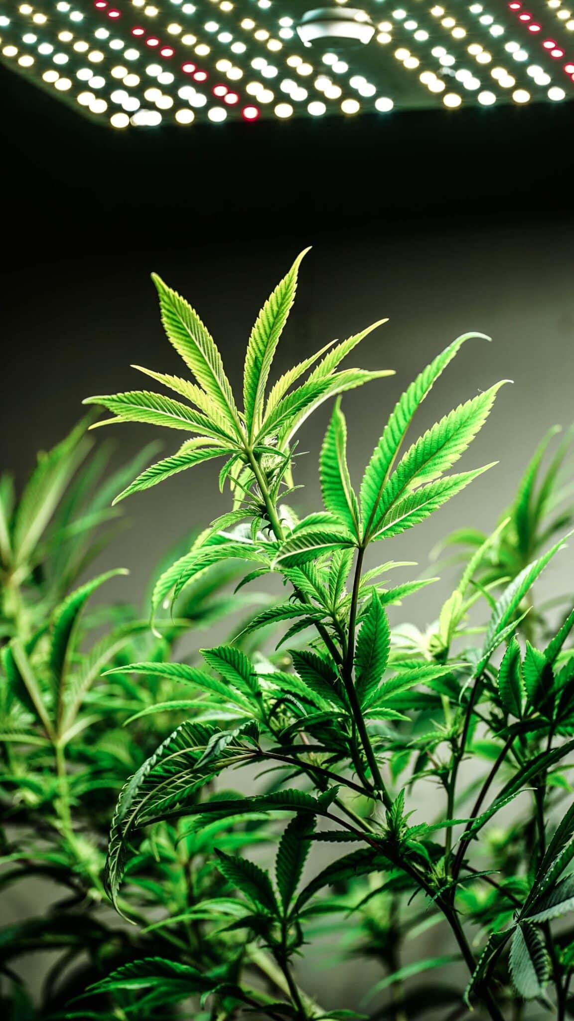 CBD Blüten Kaufen Köln: Hochwertige Produkte für Ihr Wohlbefinden