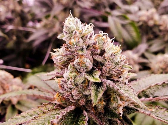 Beste Tipps zur Zubereitung von CBD Blüten – Ein Leitfaden