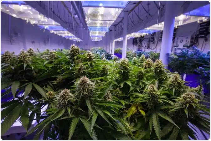 CBD Blüten im Vergleich zu anderen CBD-Produkten: Dein Guide