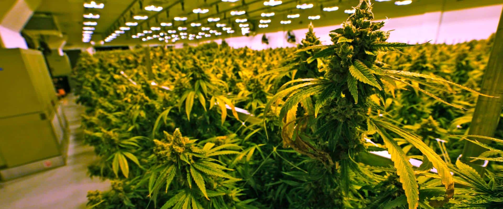 Unabhängige Bewertungen von HHC Edibles