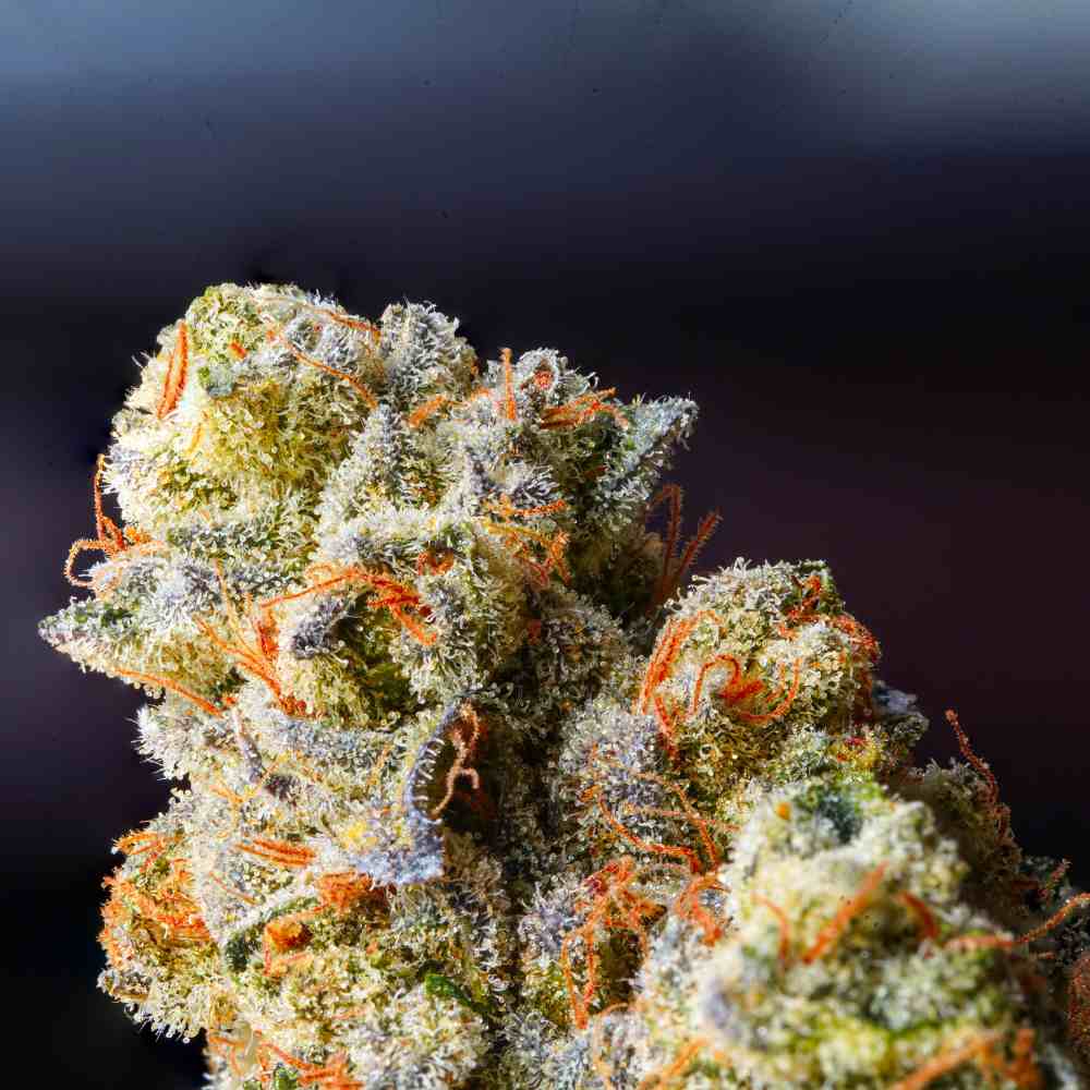 THC-P Blüten Großhandel: Qualitätshanfprodukte & freundlicher Service