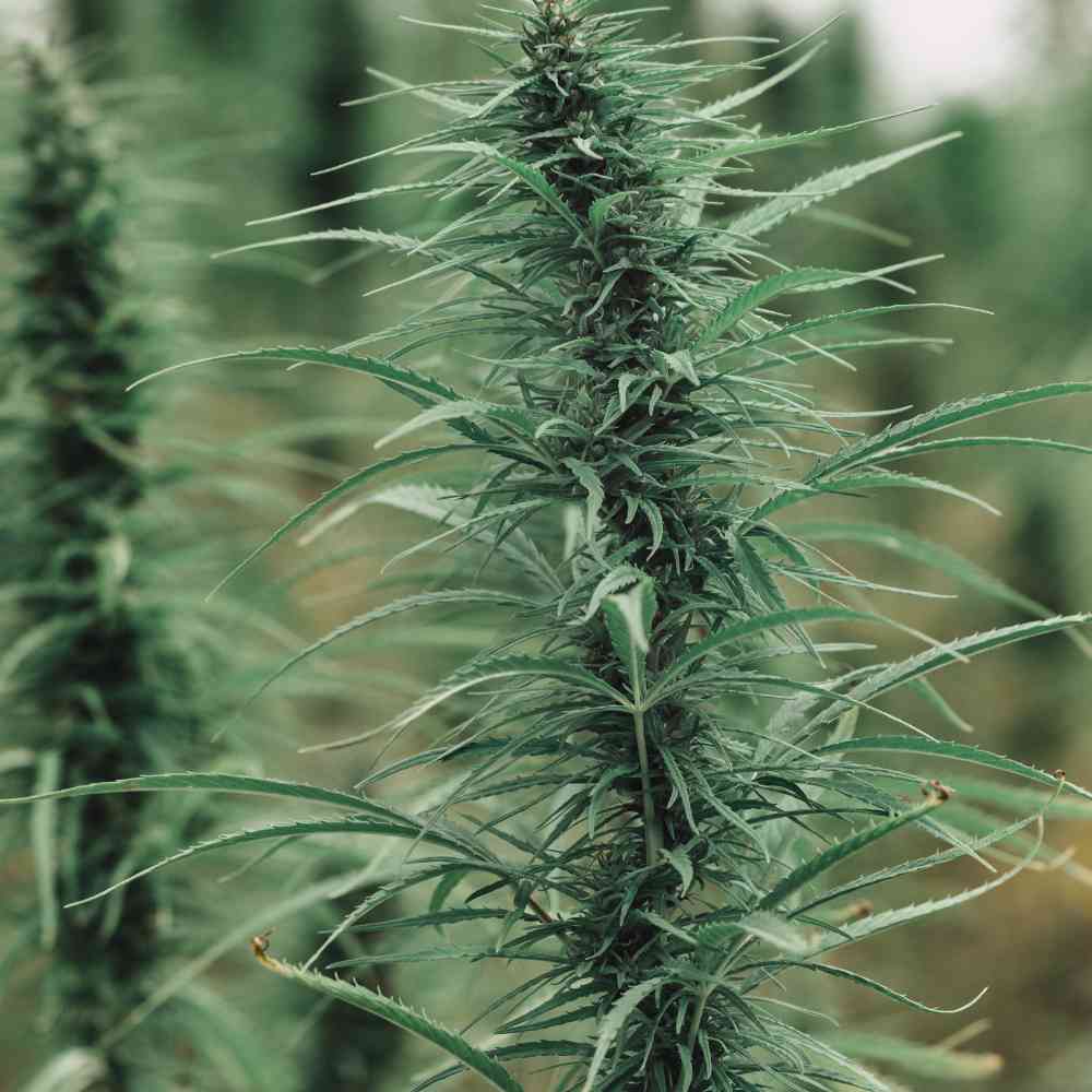 Cannabis Club eröffnen