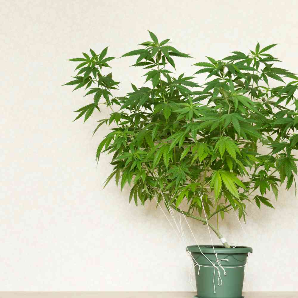 Cannabis Club eröffnen: Eine Anleitung