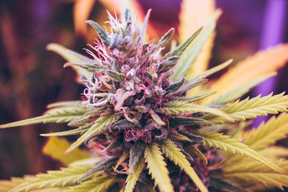 Verschiedene Kaufoptionen für CBD Blüten
