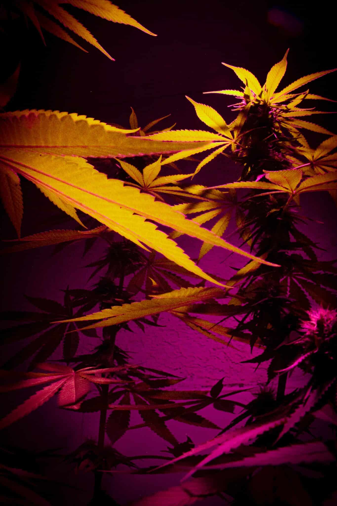 CBD Blüten Kaufen Hannover: Beste Qualität & Angebote in Ihrer Stadt.