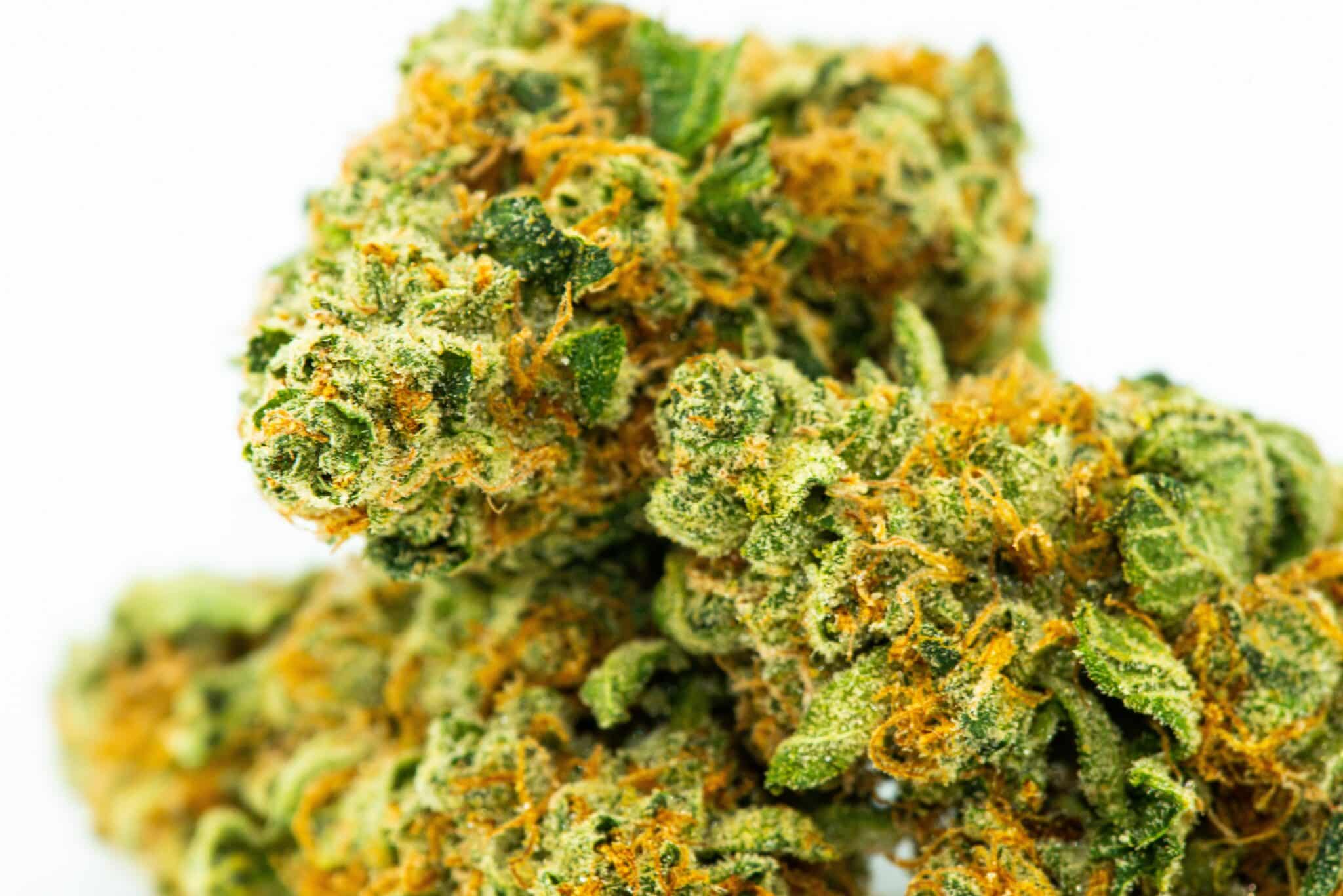 CBD Blüten Kaufen Bremen: Entdecken Sie Qualität & Vielfalt