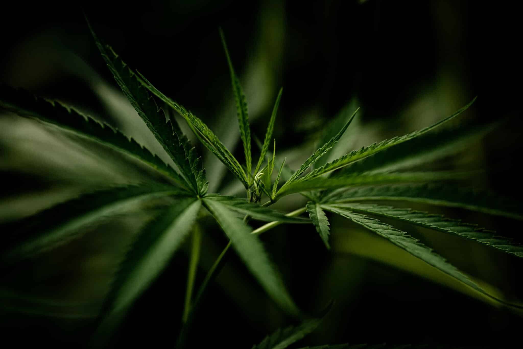 Mögliche Nebenwirkungen von CBD Blüten: Ein Überblick