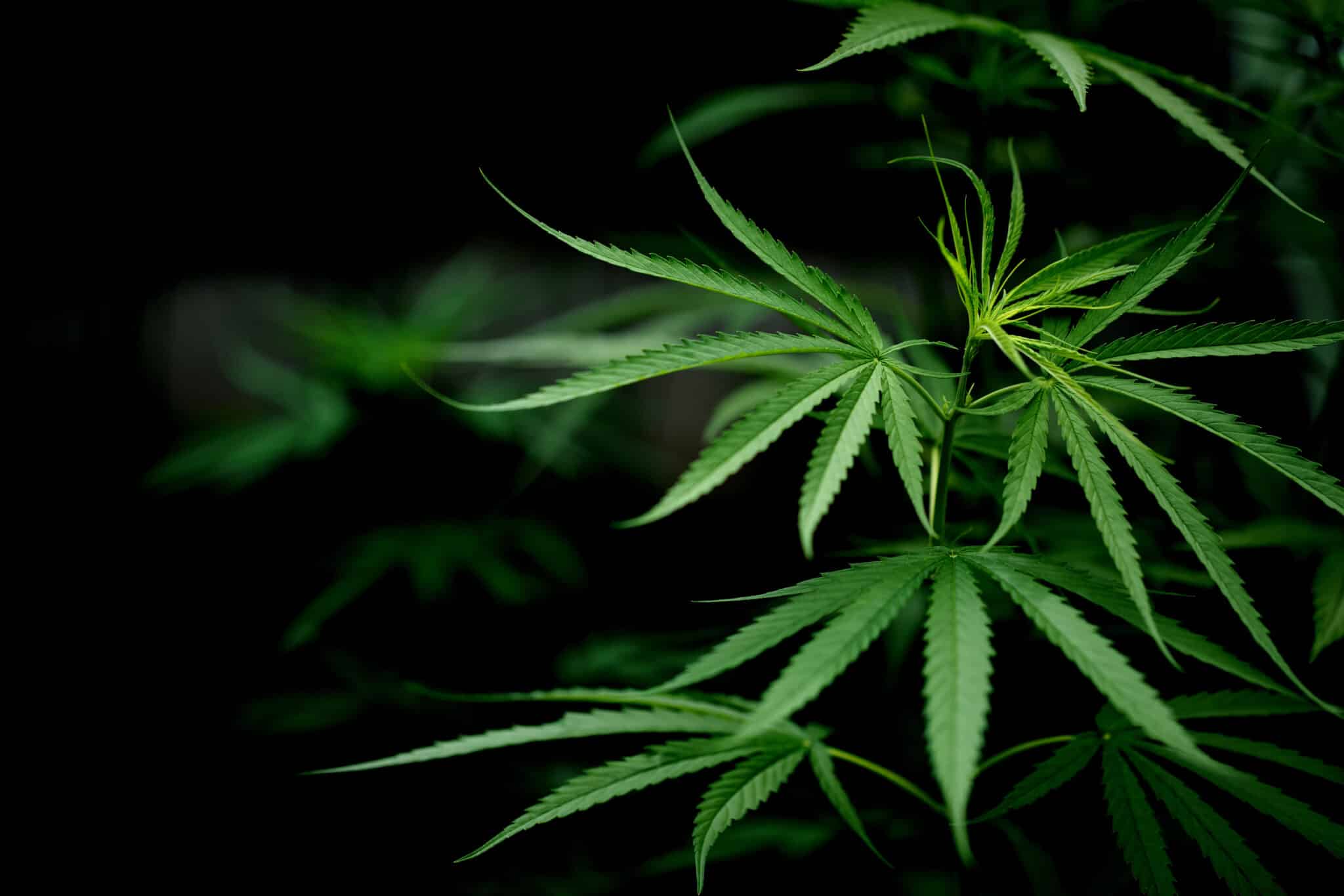 Richtige Dosierung und Einnahme von CBD Blüten