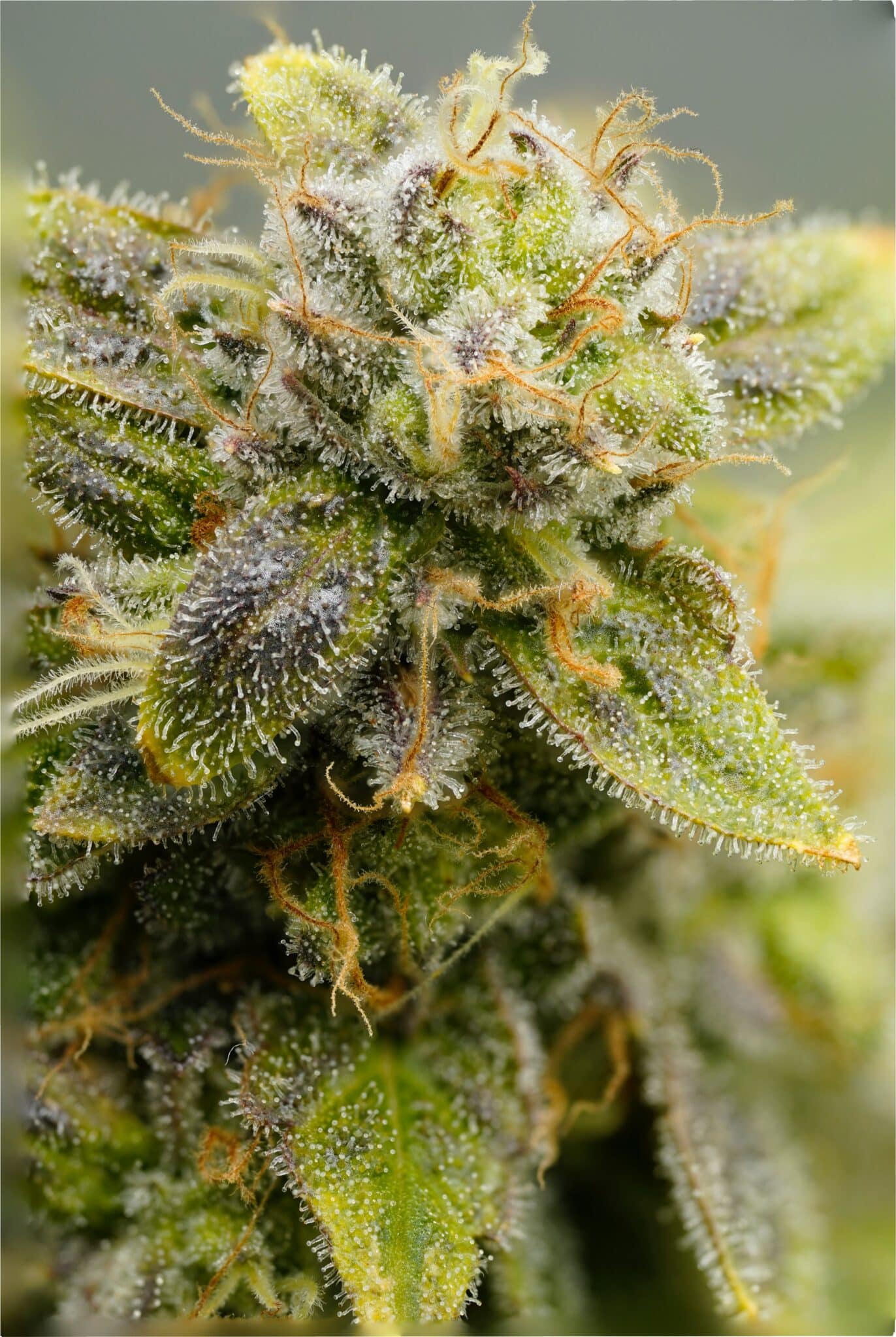 CBD Blüten Kaufen Frankfurt am Main – Beste Qualität & Auswahl