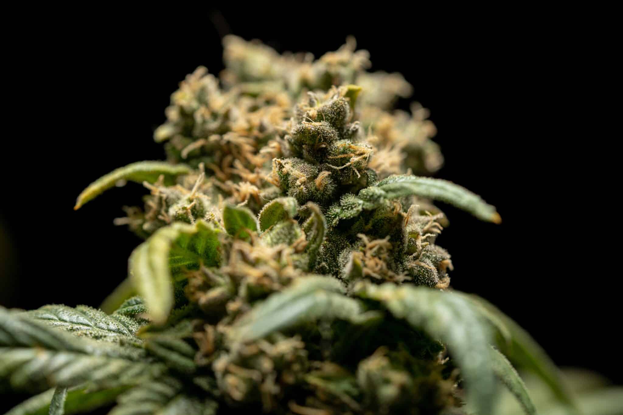 CBD Blüten Kaufen Essen: Beste Qualität & Auswahl in Ihrer Stadt