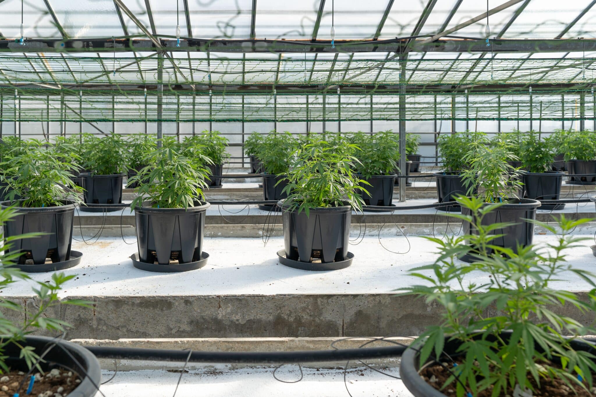 CBD Blüten Kaufen München: Hochwertige CBD-Produkte & Freundliche Beratung
