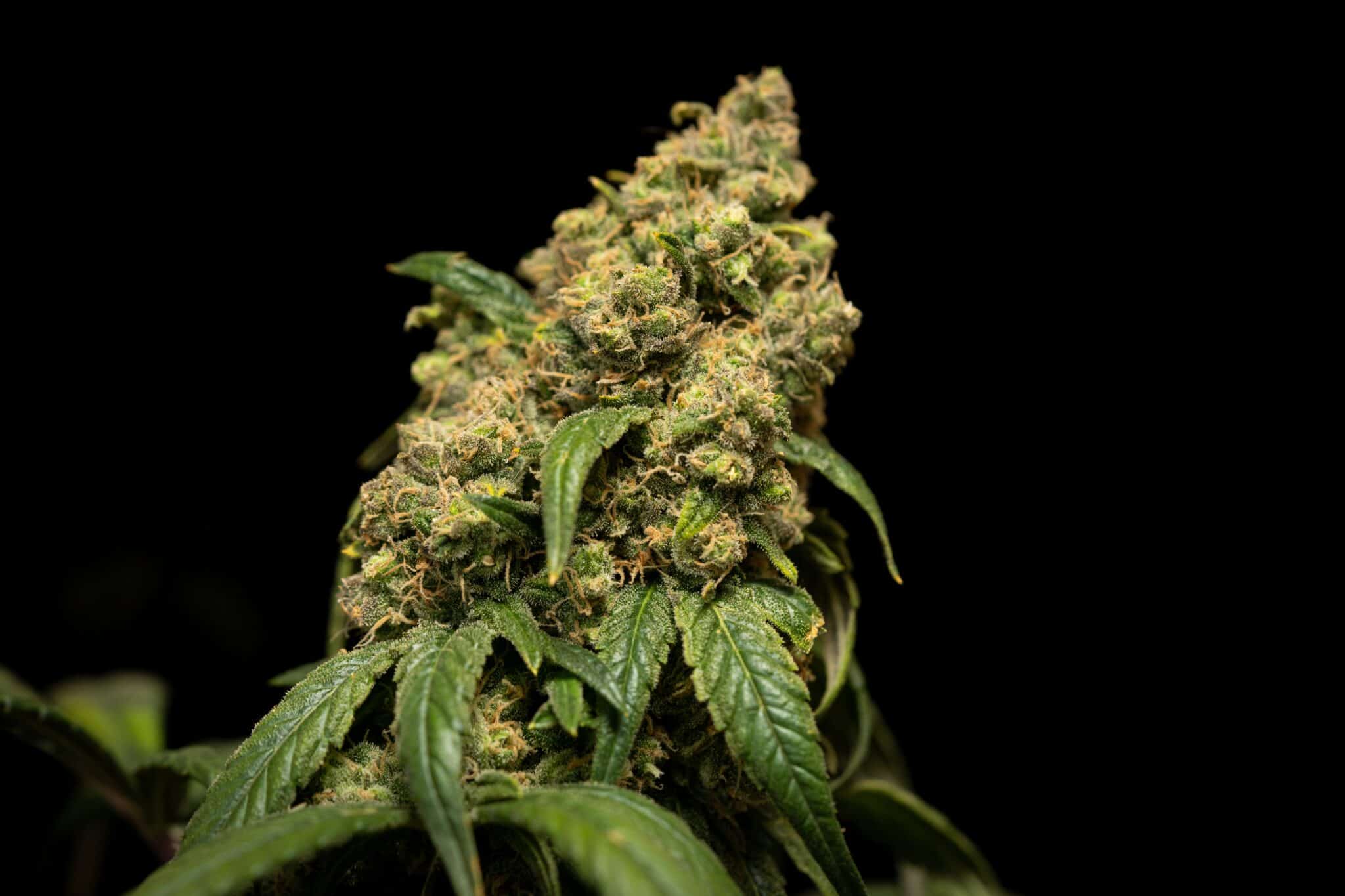 CBD Blüten Kaufen Magdeburg: Beste Auswahl & Qualität | Friendly Shop