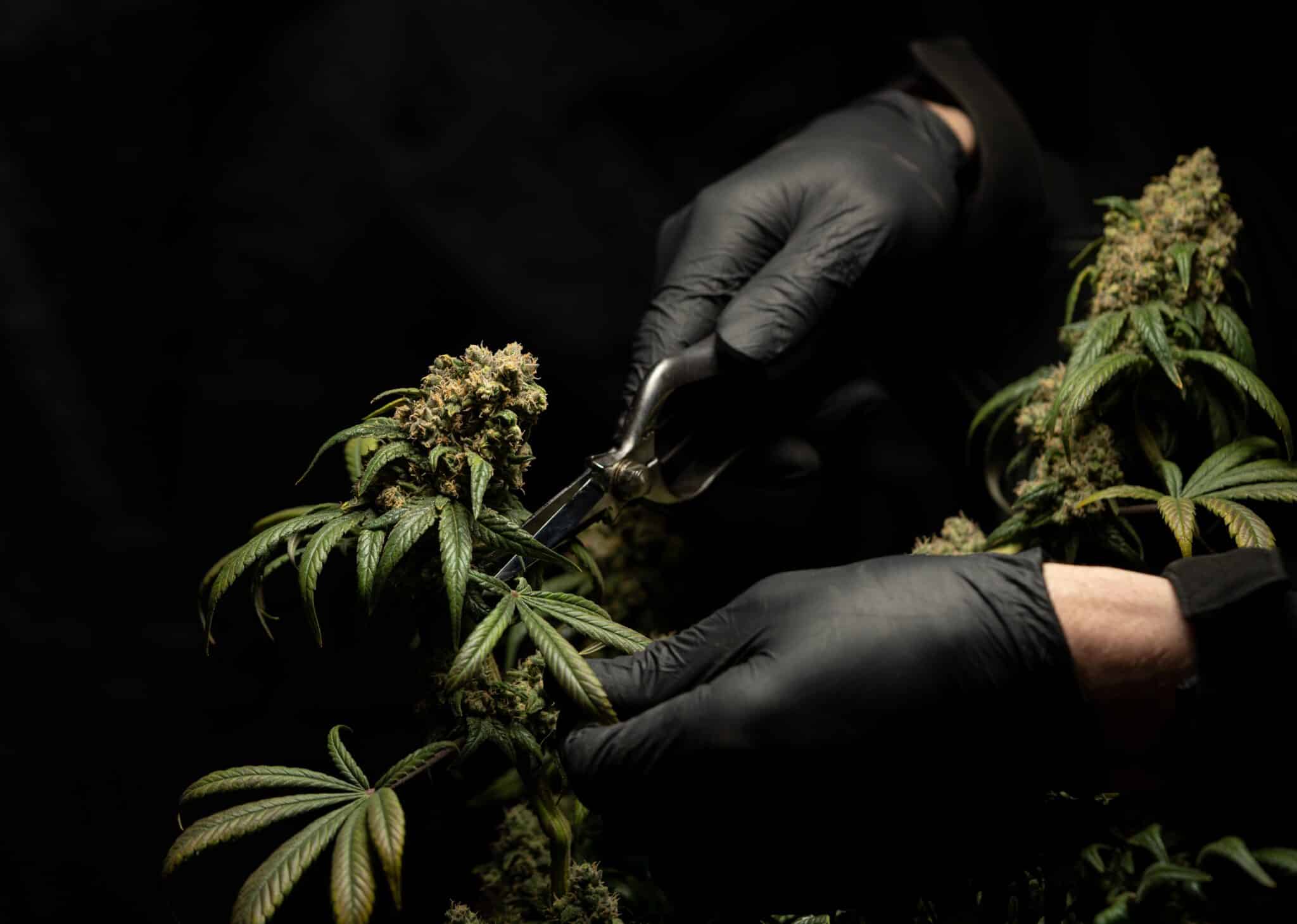 CBD Blüten Kaufen Braunschweig: Entdecken Sie beste Qualität