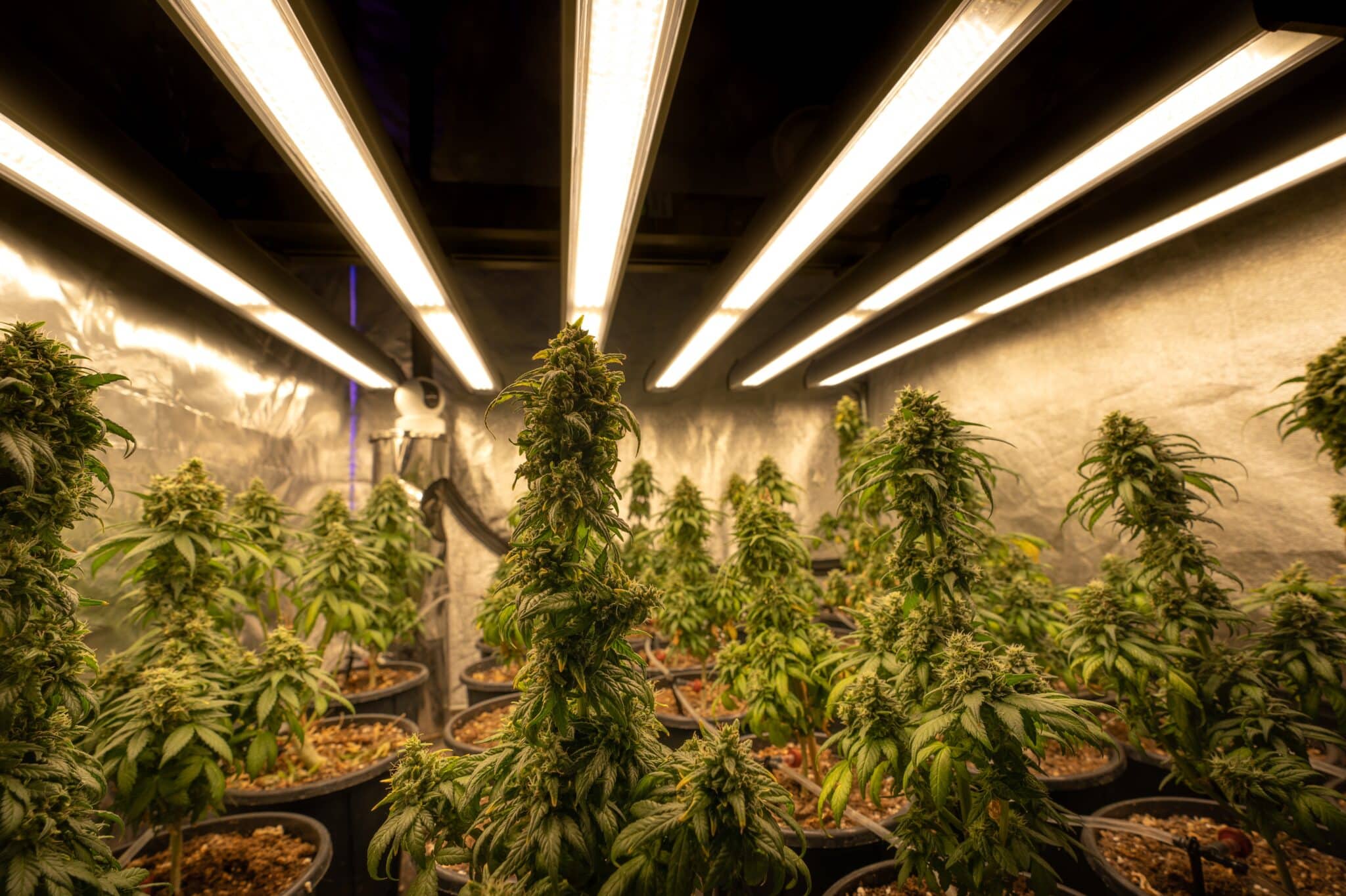 CBD Blüten Kaufen Duisburg: Beste Qualität zum fairen Preis