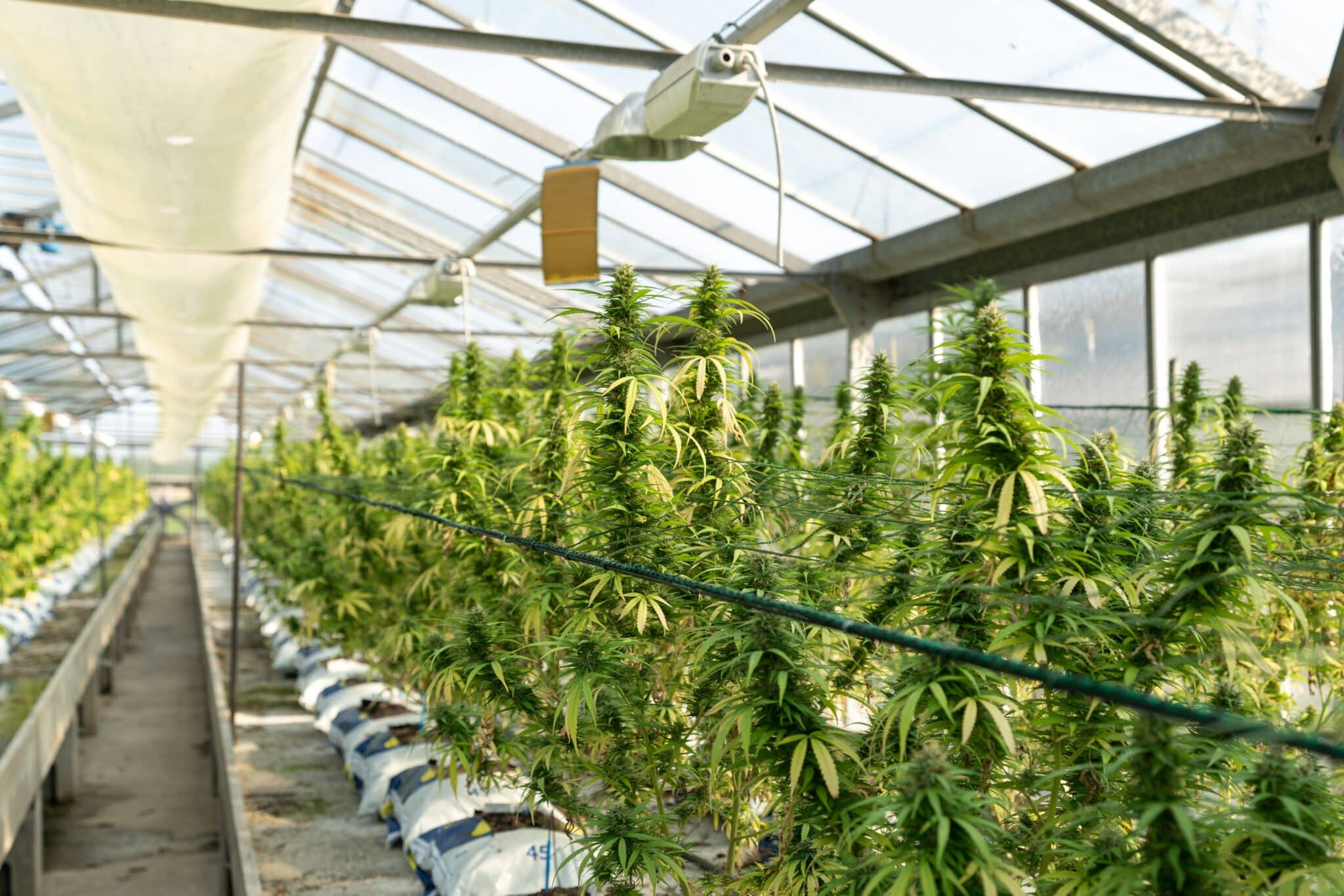 CBD Blüten Kaufen Nürnberg – Beste Qualität, Freundliche Beratung