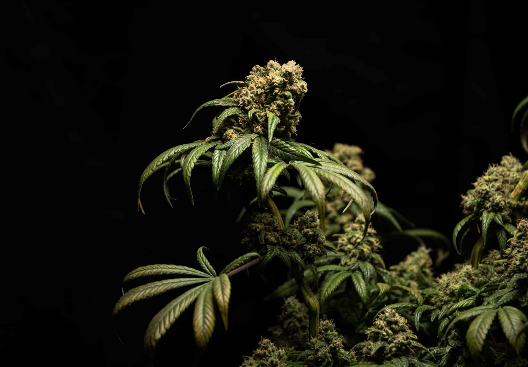 CBD Blüten Kaufen Mannheim: Beste Qualität & Auswahl Entdecken