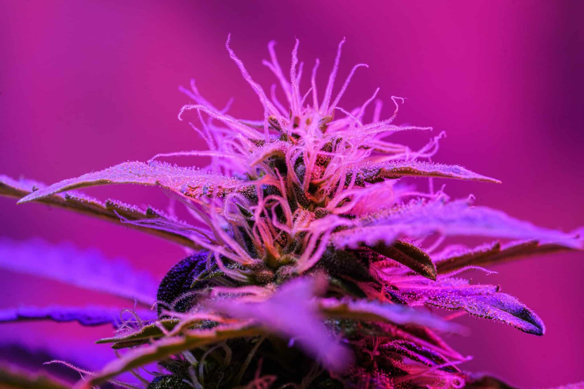 CBG Blüten Legalität: Alles Wissenswerte im Überblick!