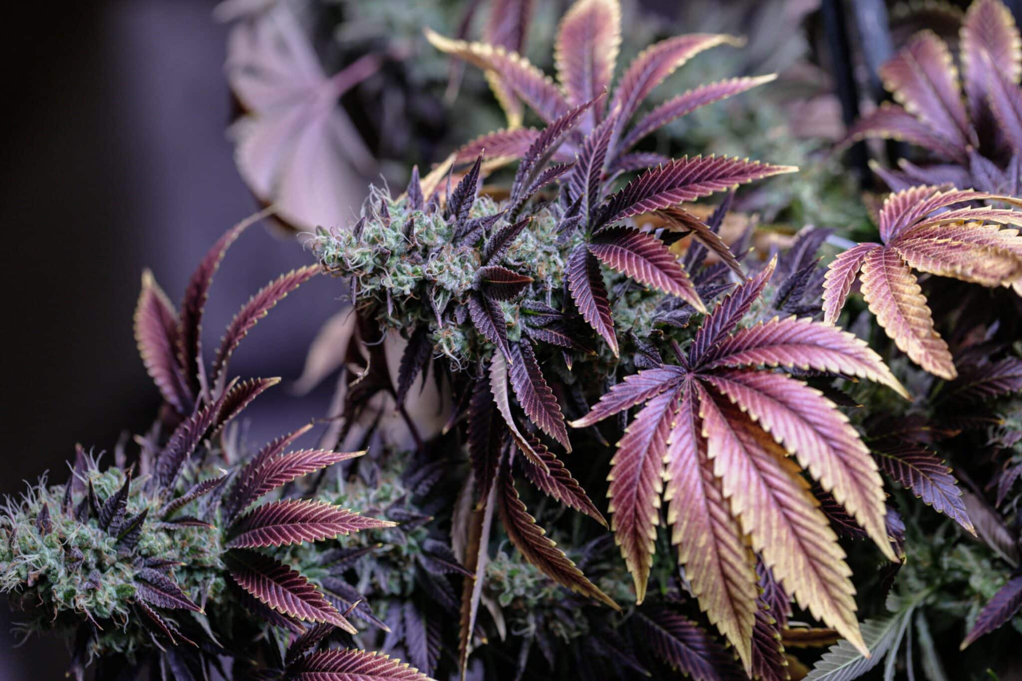 CBD Blüten Kaufen Leipzig: Hochwertige Produkte in Ihrer Nähe