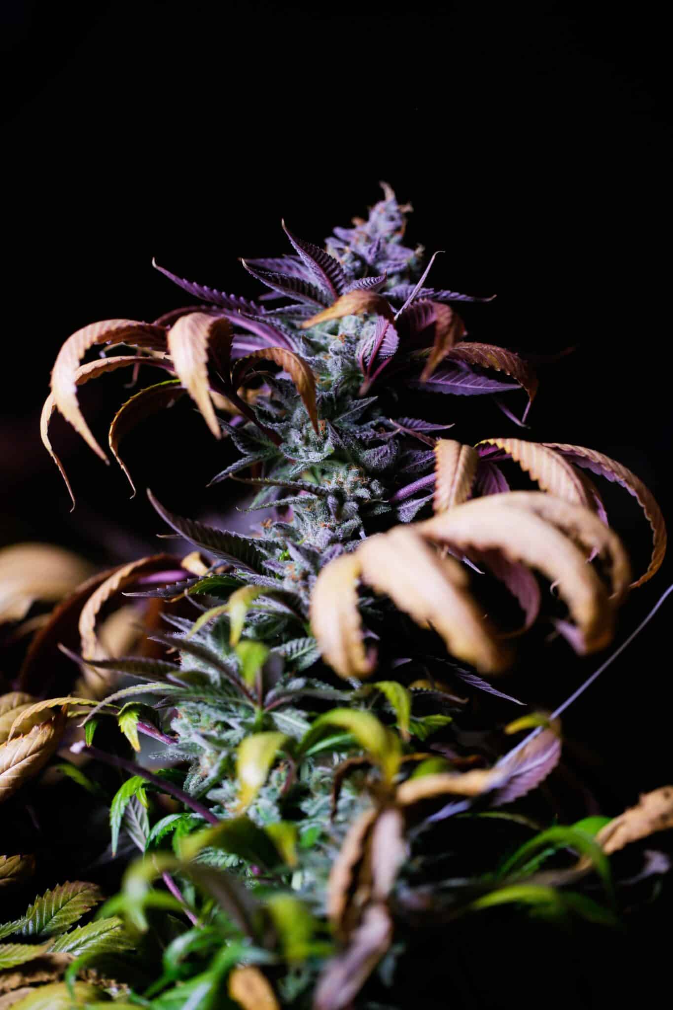 CBD Blüten Kaufen Karlsruhe: Beste Qualität & Auswahl in der Stadt!