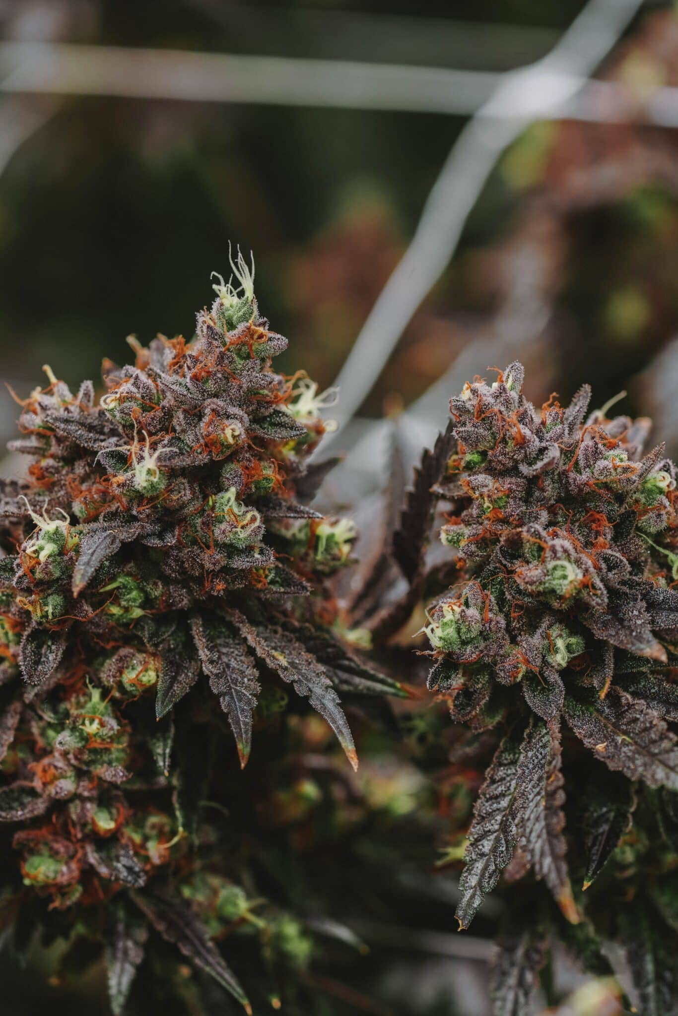 CBD Blüten Kaufen Wuppertal – Hochwertige Qualität Online Bestellen