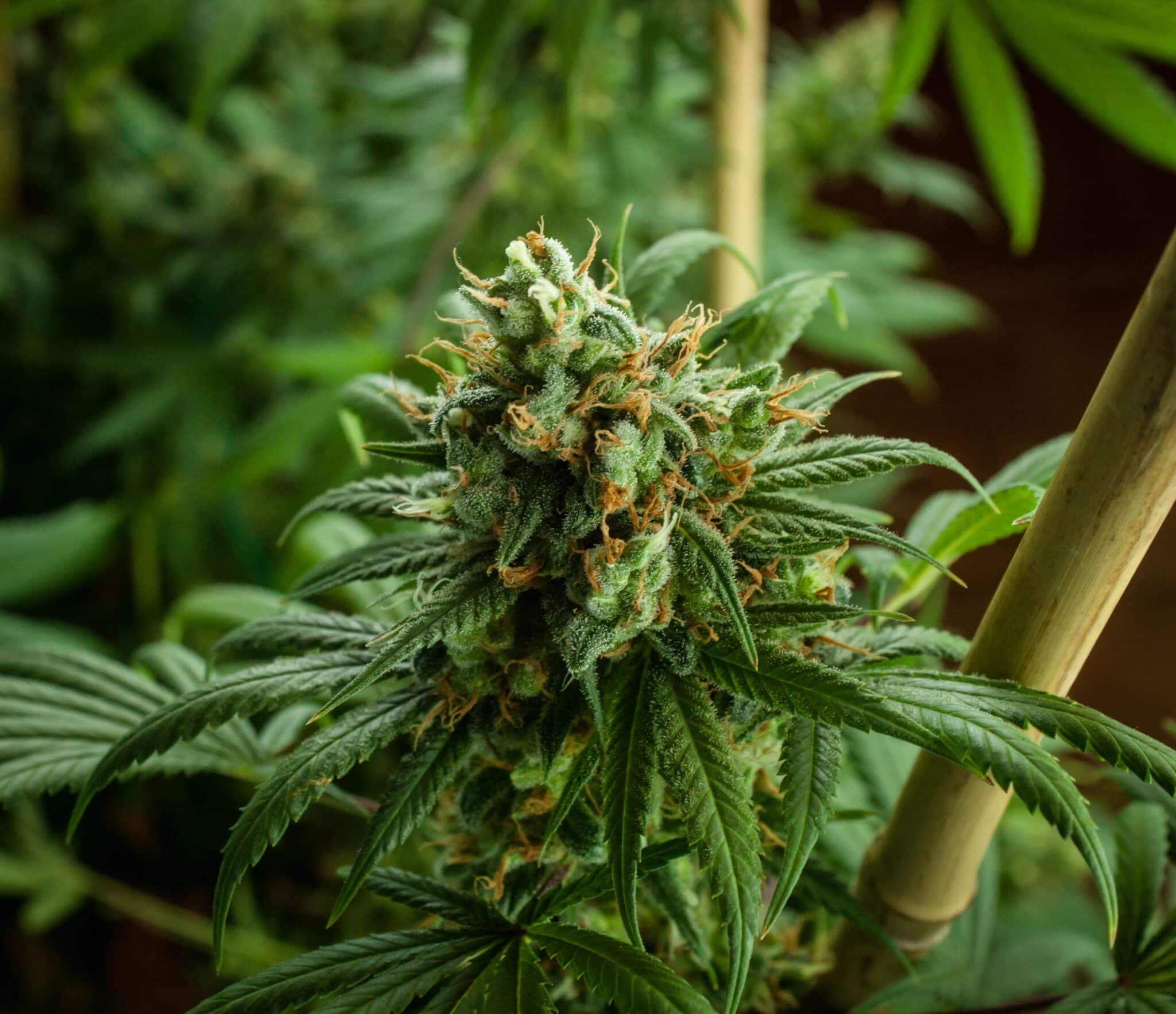 CBD Blüten Kaufen Düsseldorf: Beste Qualität & Auswahl!
