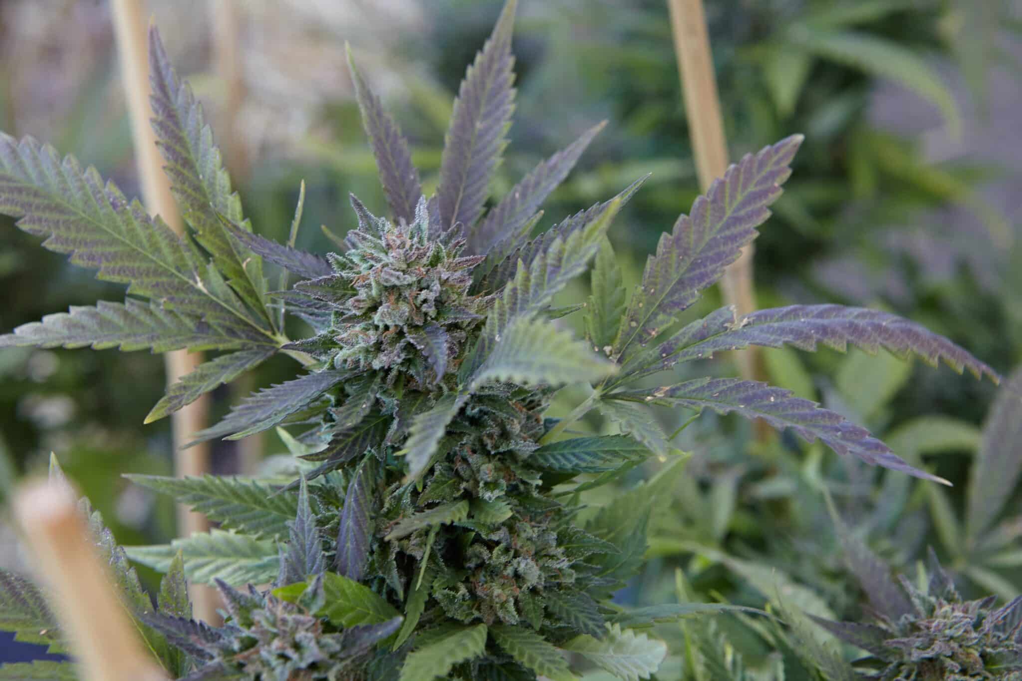 Echte Erfahrungen mit H4CBD Blüten – Tiefgründiger Einblick