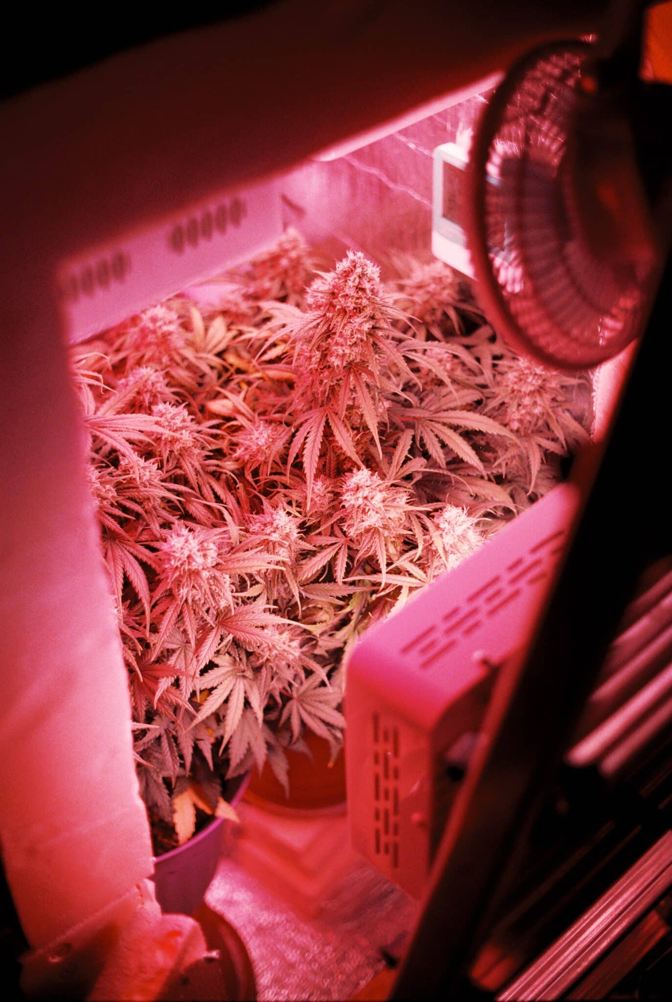 Effizientes H4CBD Blüten extrahieren leicht gemacht!