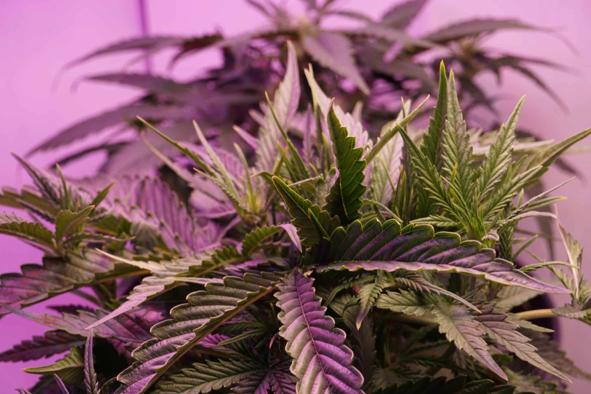 CBD Öl Kaufen Bielefeld: Entdecken Sie hochwertige Produkte