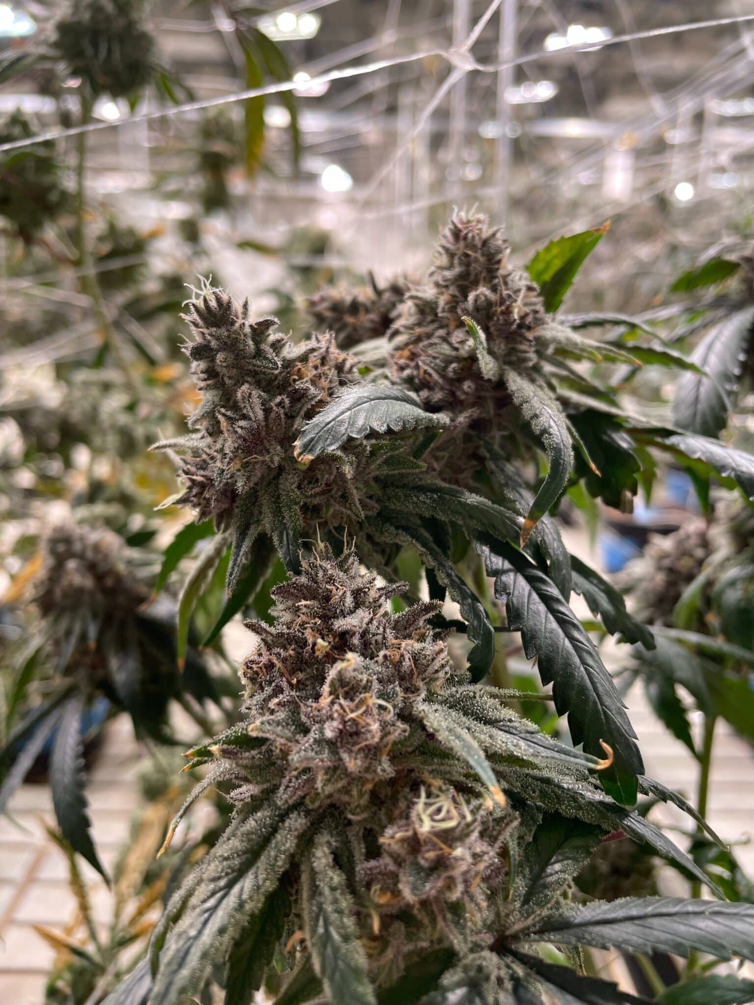 CBD Öl Kaufen Wuppertal – Beste Qualität zum günstigen Preis