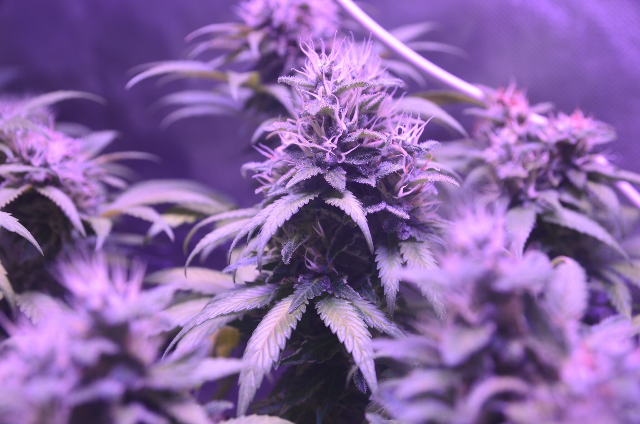 Sichere, wirksame CBD Blüten für Haustiere - Gesundheit und Wohlbefinden