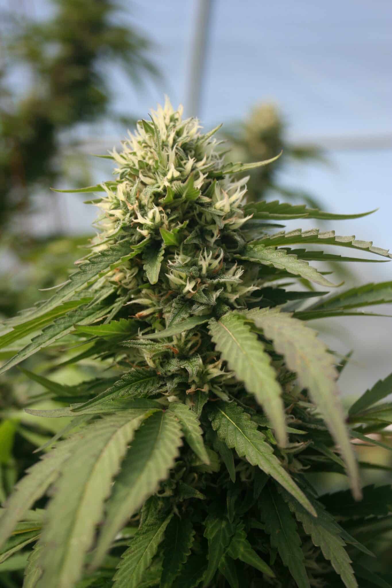 CBD Öl Kaufen Karlsruhe: Beste Auswahl an hochwertigen Produkten