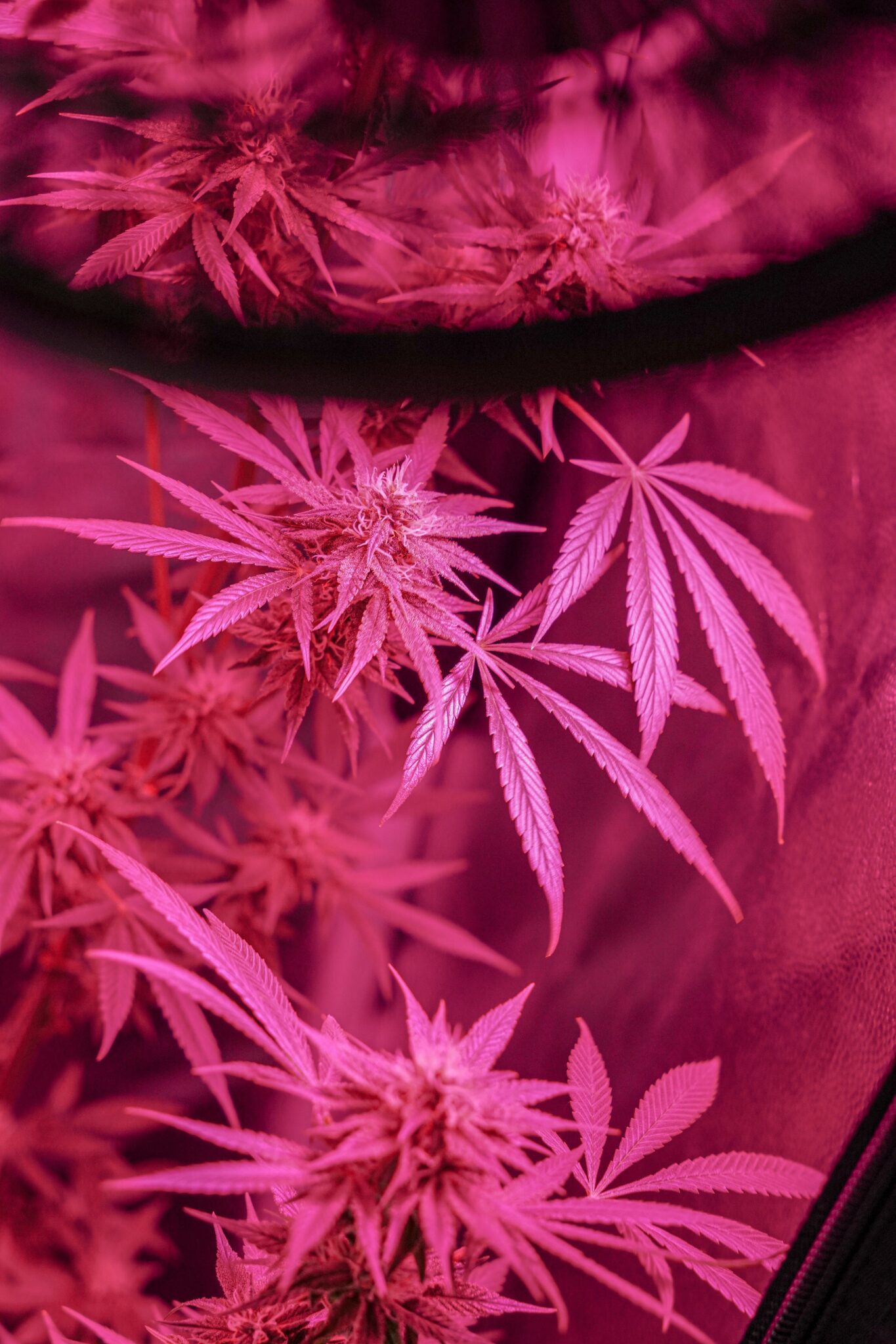 Finden Sie ruhigen Schlaf mit CBD-Stiften – Natürlich & Effektiv