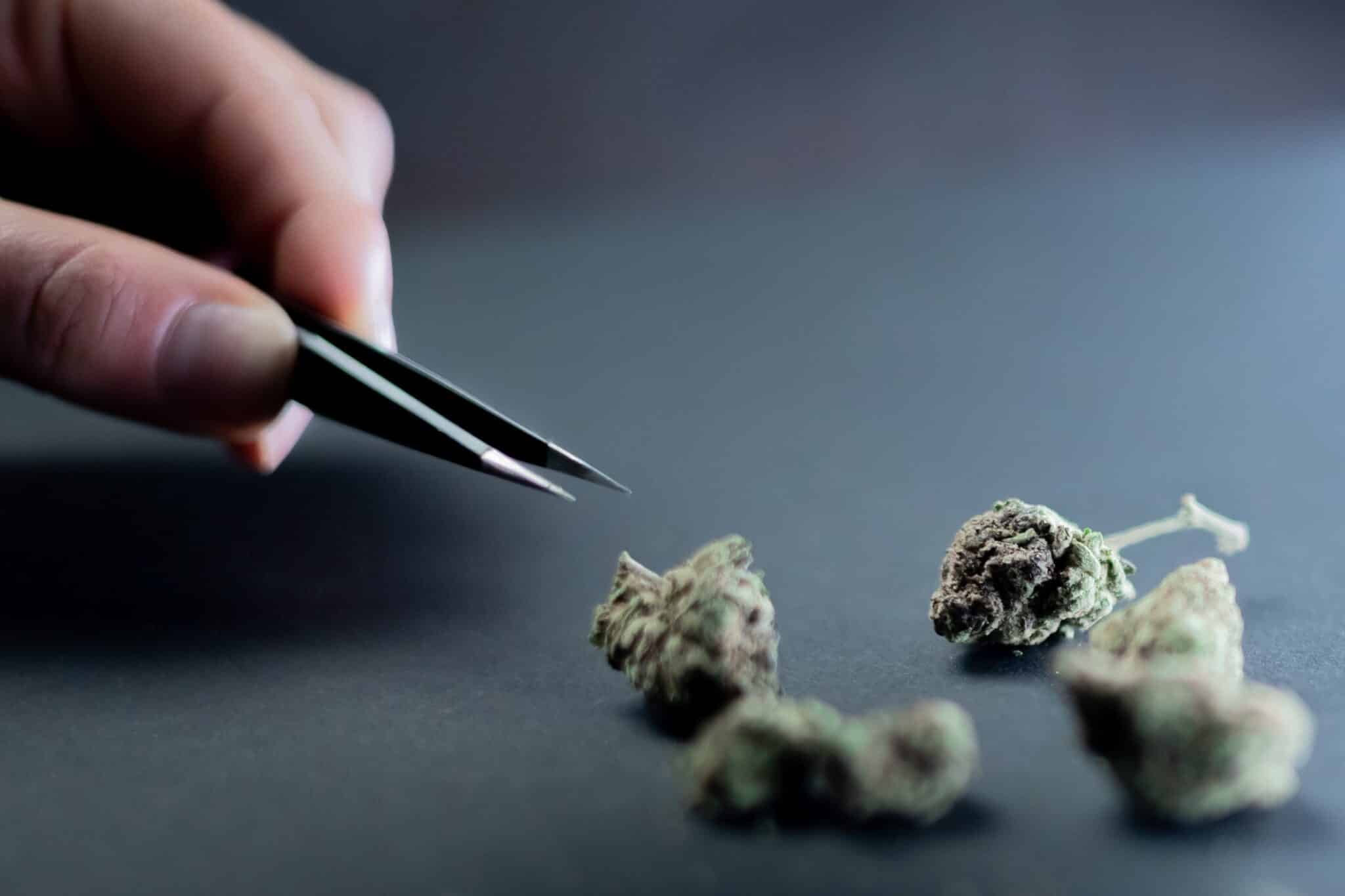 CBD Öl Kaufen München: Beste Qualität und Preise finden