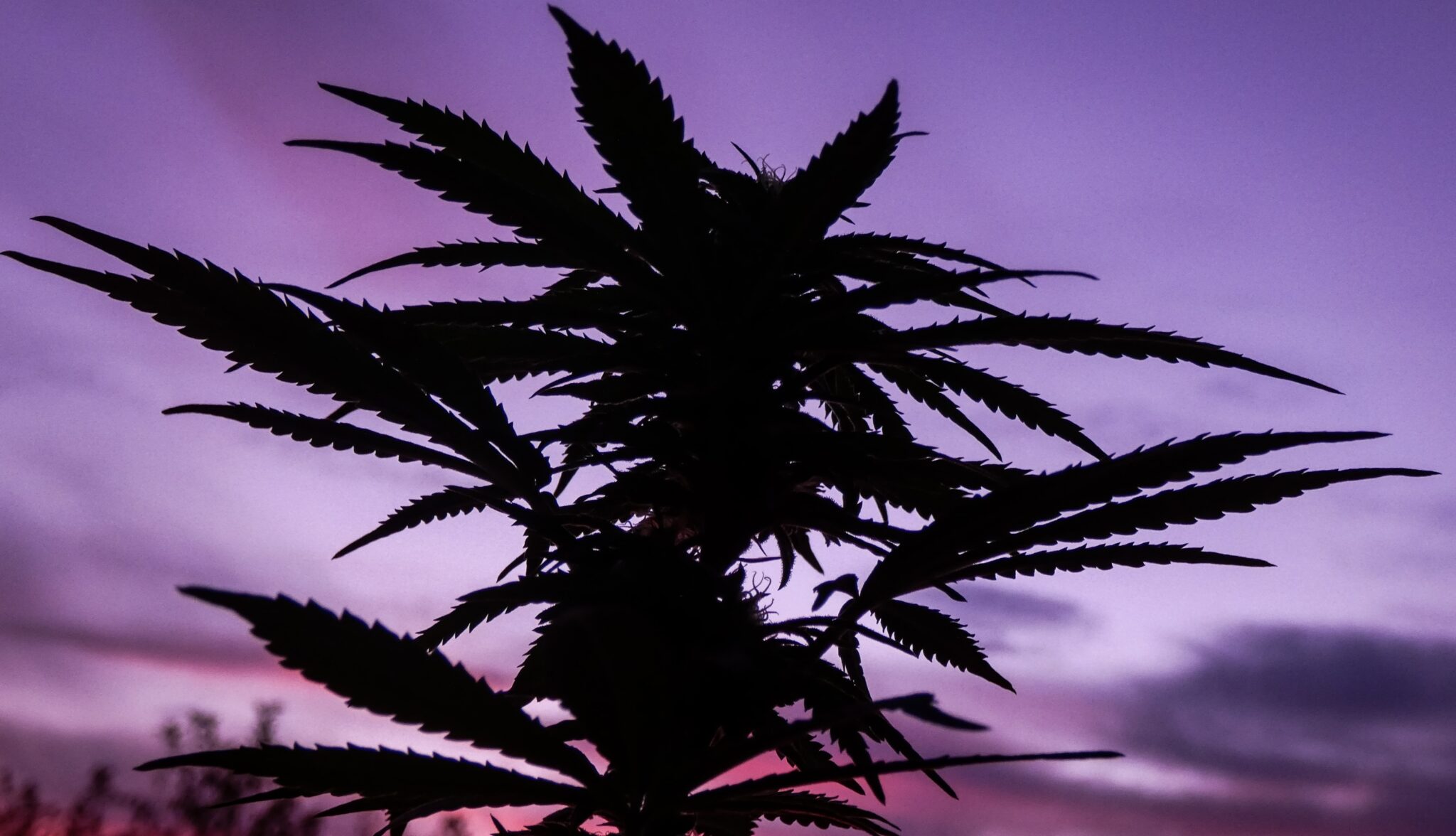 Wo CBD-Stifte kaufen