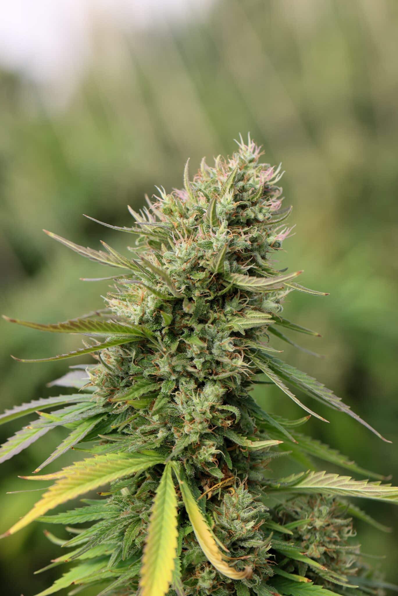 CBD Öl Kaufen Duisburg – Beste Auswahl in Ihrer Stadt