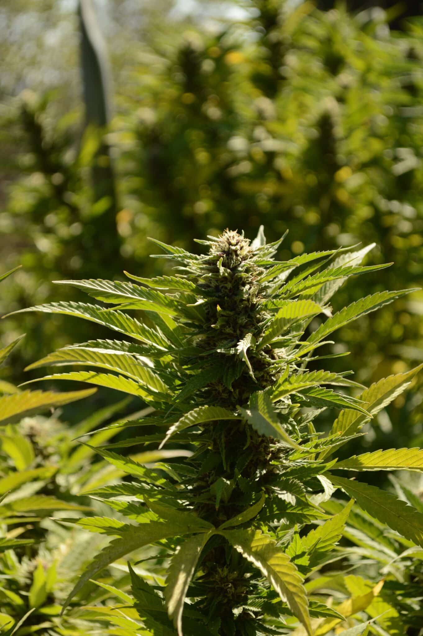 CBD Öl Kaufen Leipzig: Finde hochwertige CBD-Produkte in Deiner Stadt.