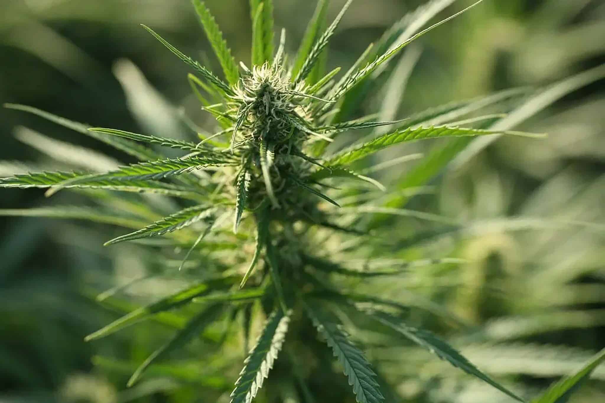 CBD Öl Kaufen Hamburg: Beste Qualität & Auswahl in der Hansestadt