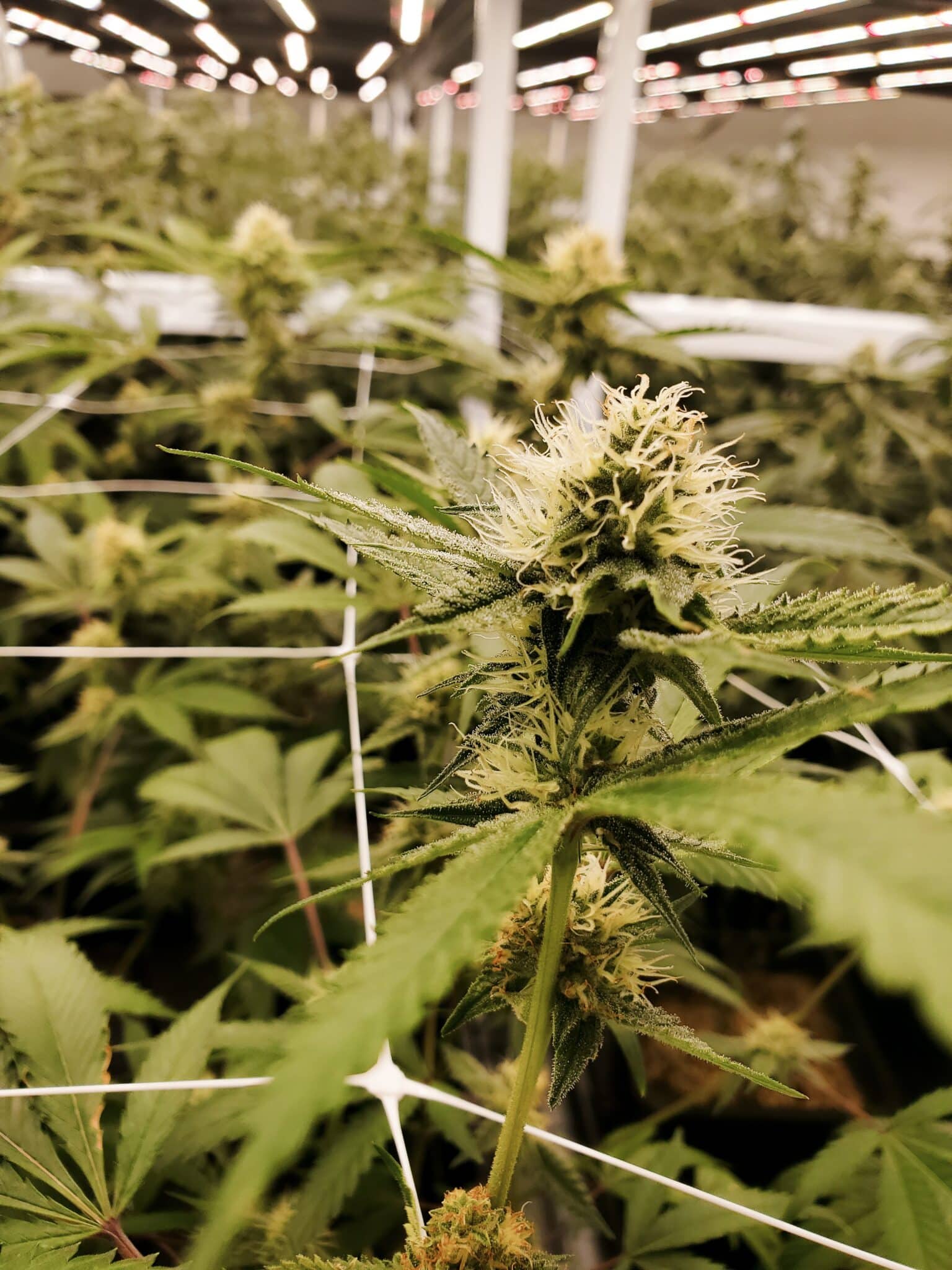 CBD Öl Kaufen Bochum: Entdecken Sie hochwertiges CBD Öl in Ihrer Stadt
